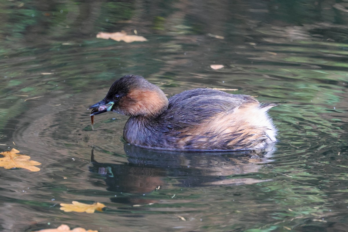Little Grebe - ML646903860