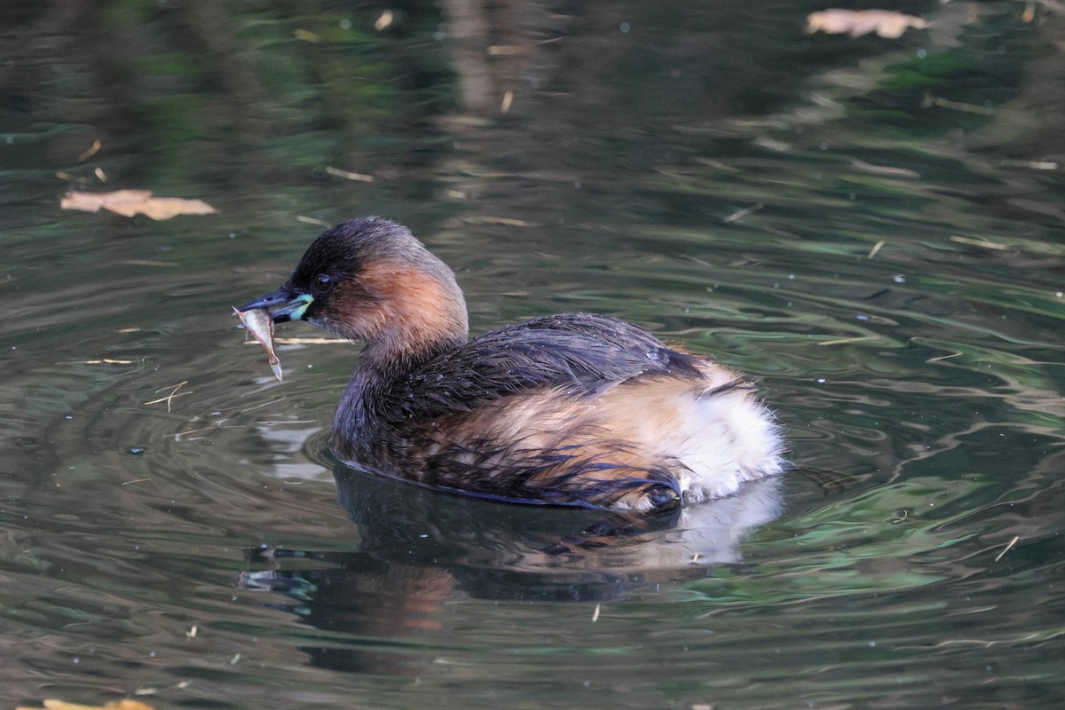 Little Grebe - ML646903861