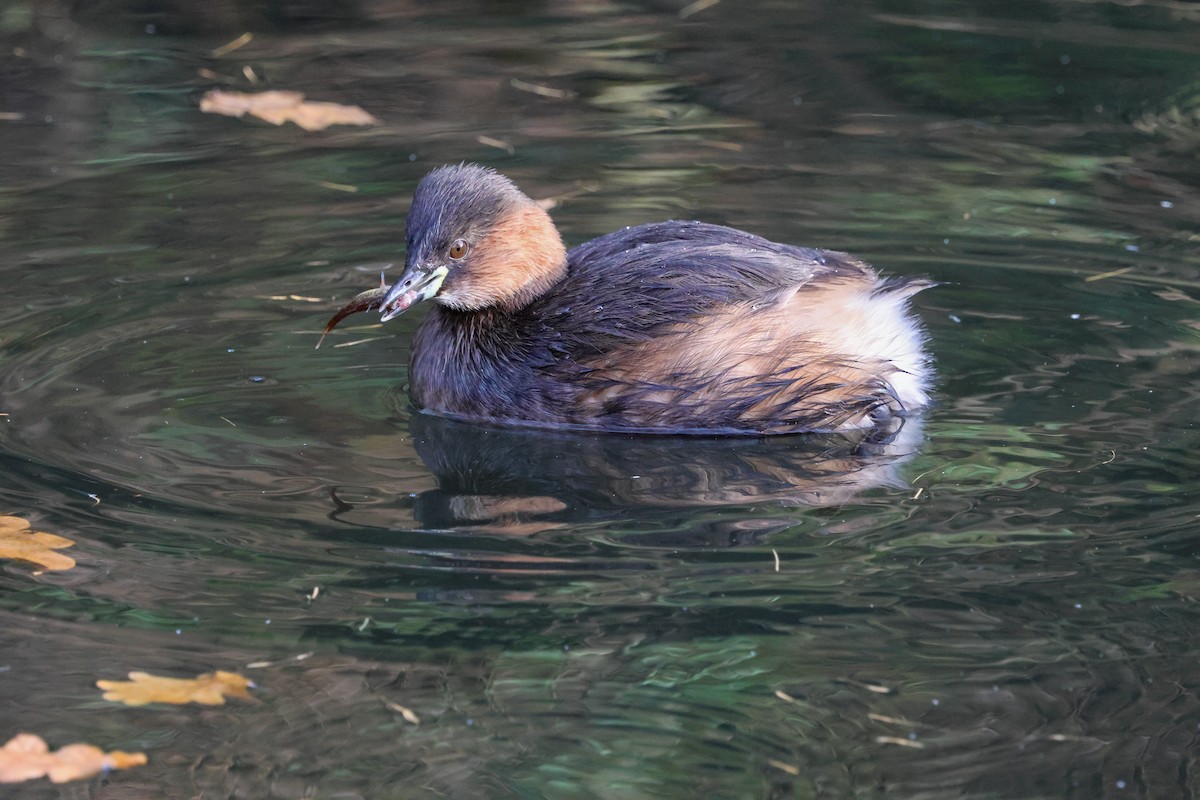 Little Grebe - ML646903862