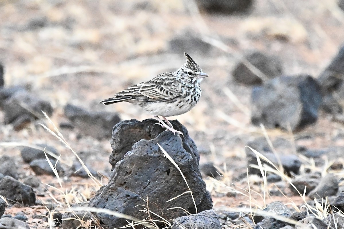 Thekla's Lark - ML646903863