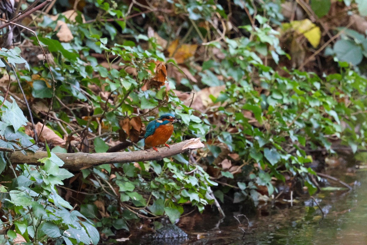 Common Kingfisher - ML646903864