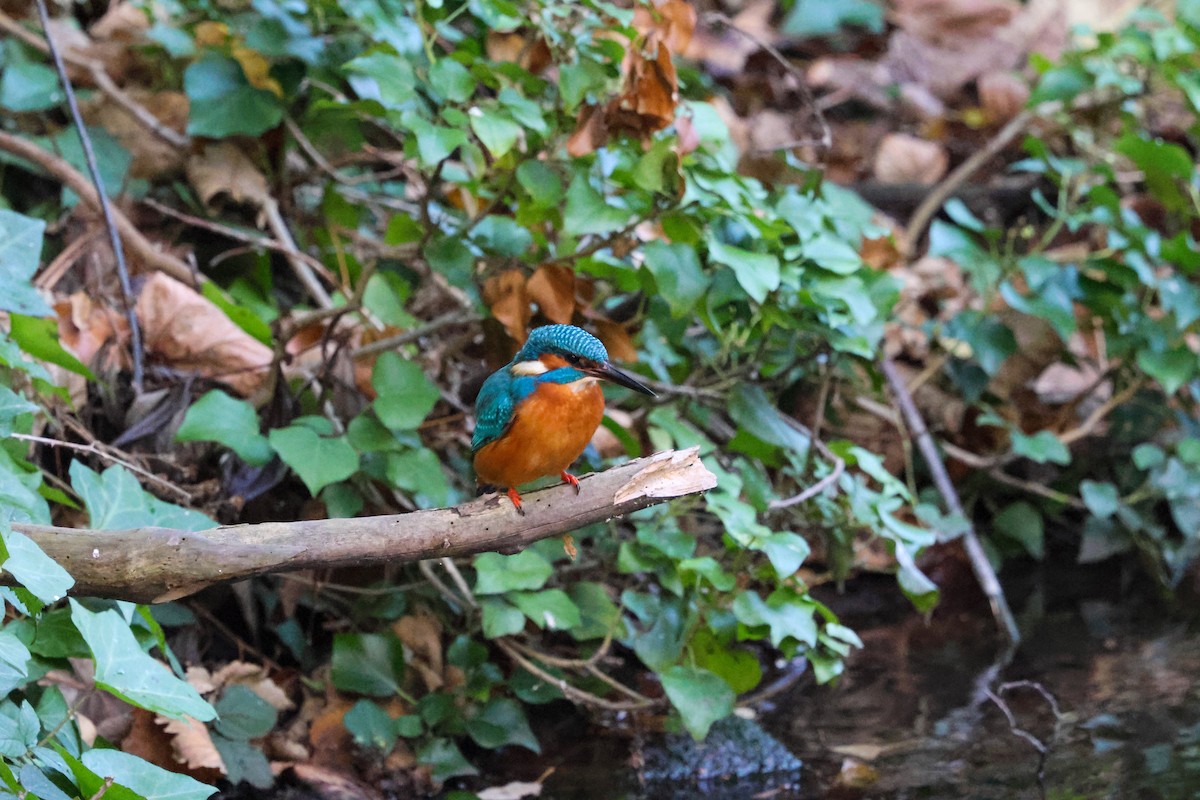 Common Kingfisher - ML646903865