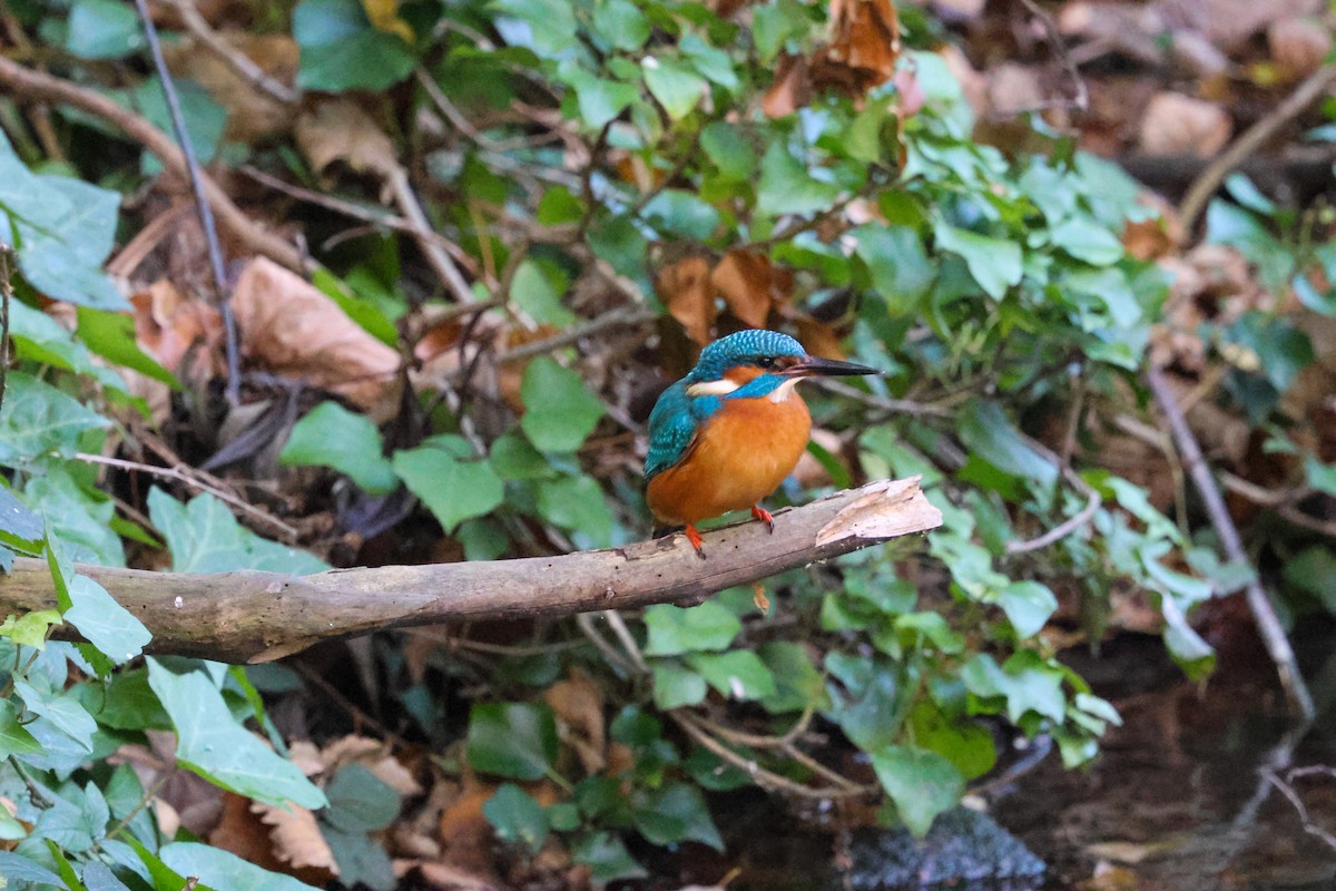 Common Kingfisher - ML646903866