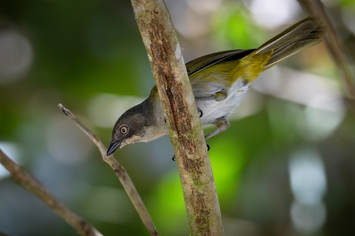 Common Chlorospingus - ML646903872