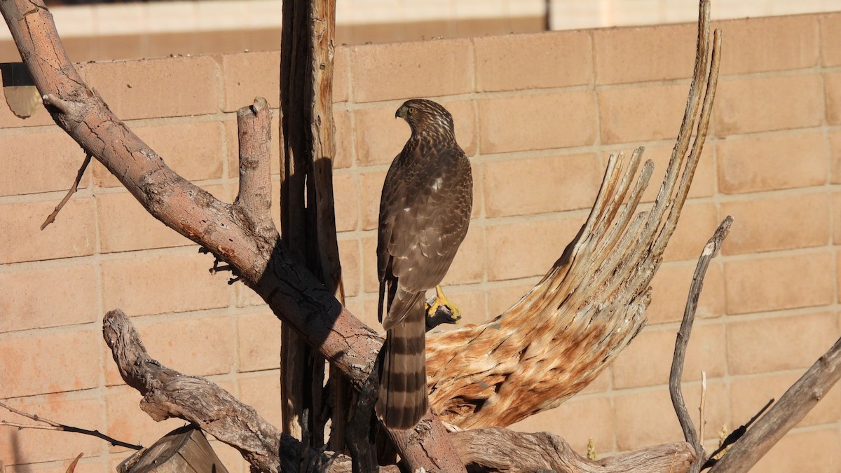 クーパーハイタカ - ML646903879