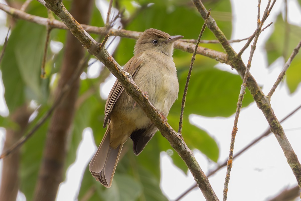 Olivbülbül (cinnamomeoventris) - ML646903880