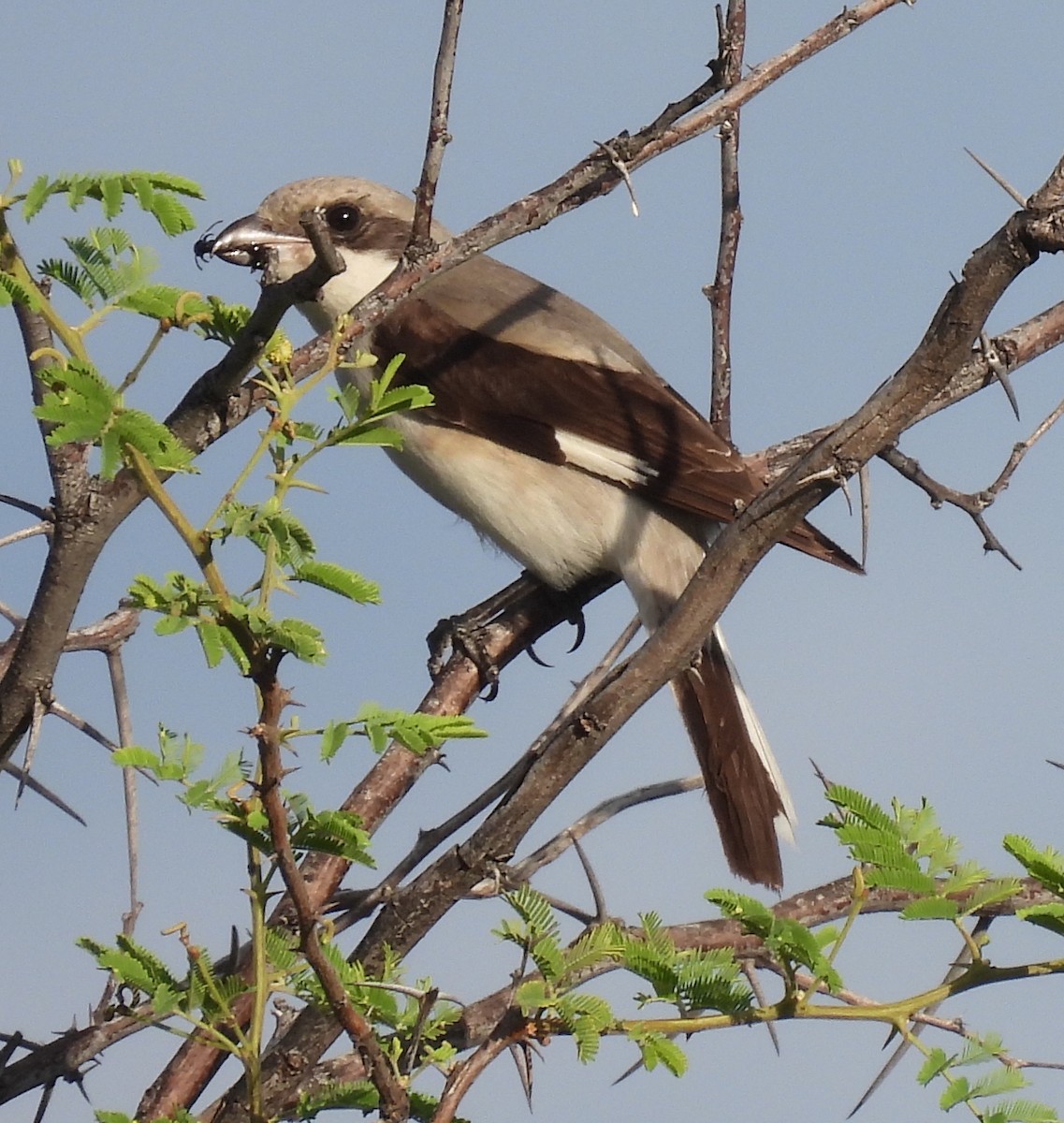 Чернолобый сорокопут - ML646903882