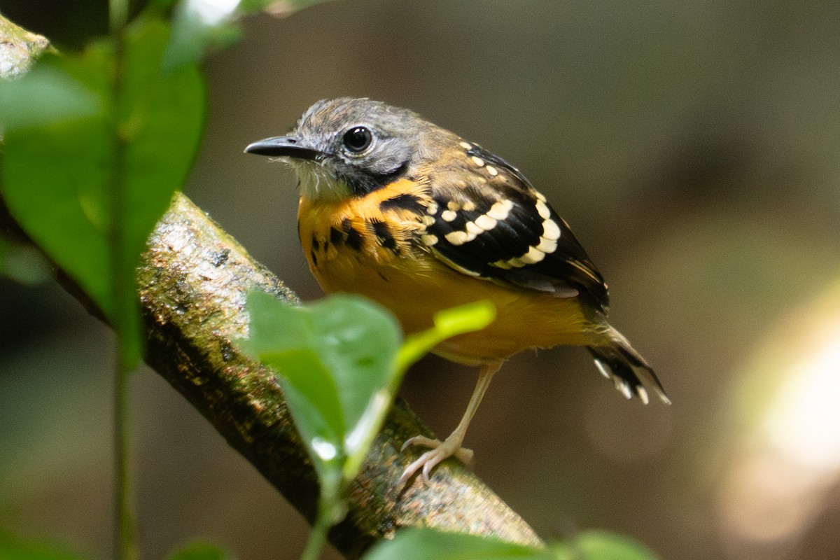 Spot-backed Antbird - ML646903884