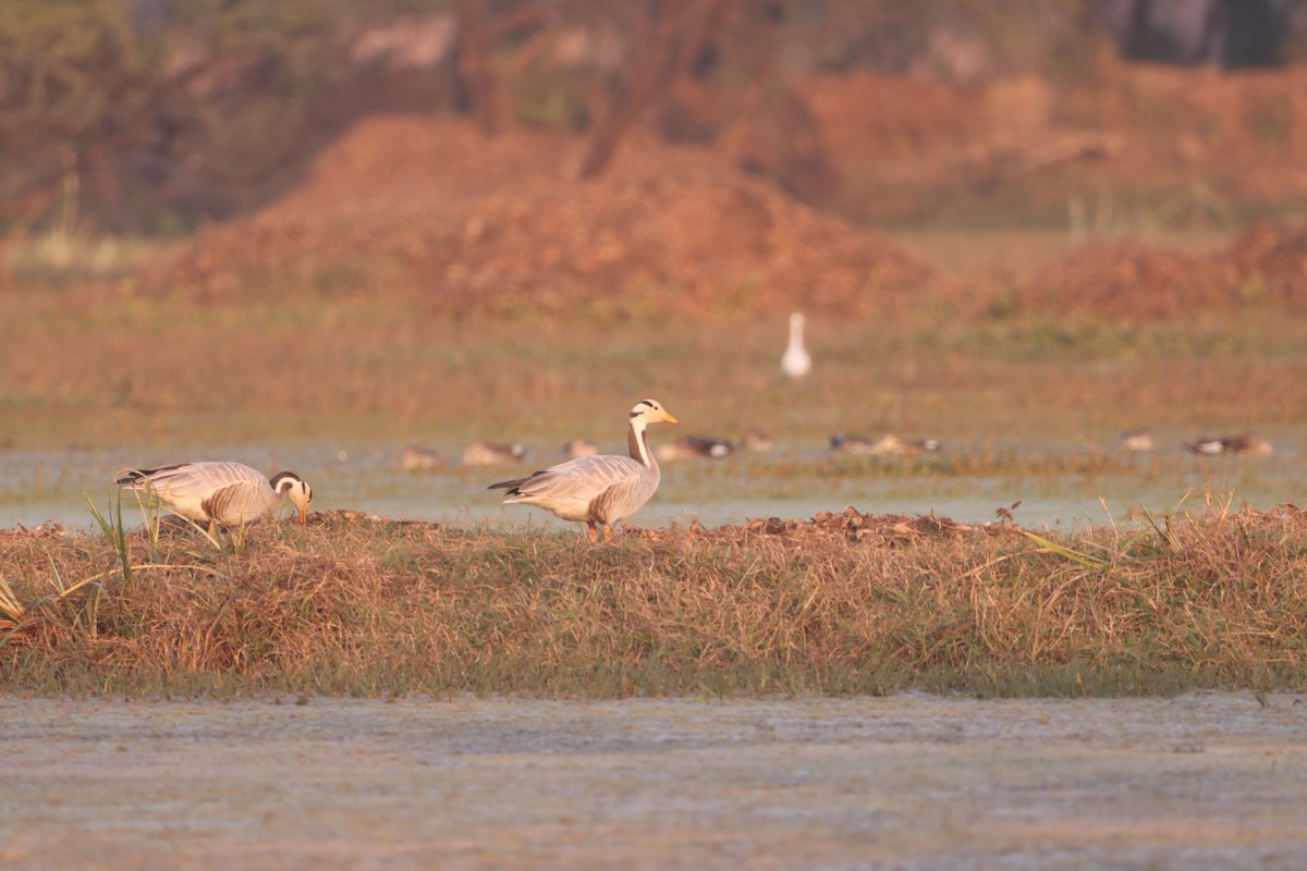 Bar-headed Goose - ML646903893