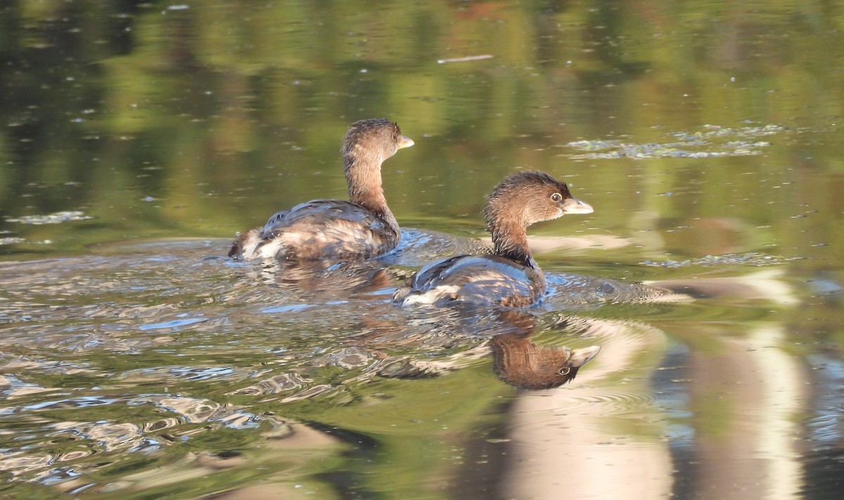 オビハシカイツブリ - ML646903894