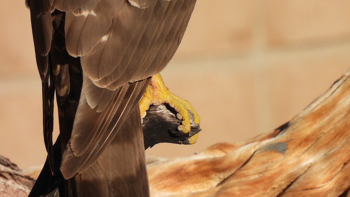 クーパーハイタカ - ML646903896