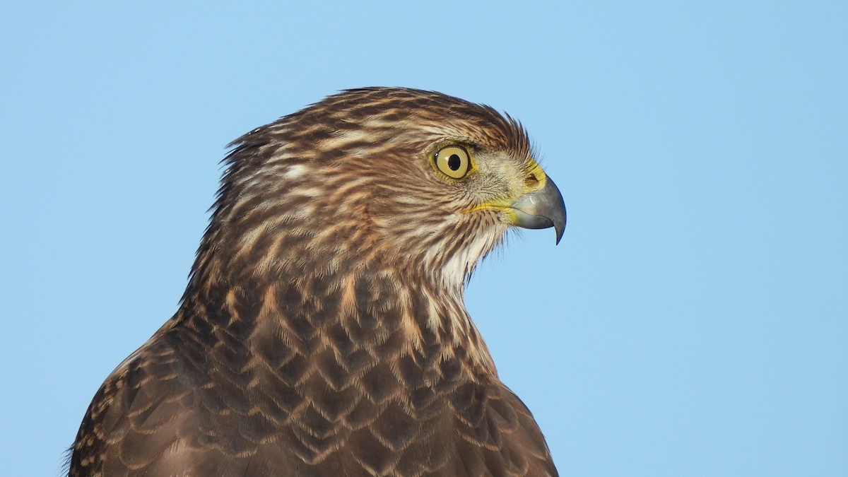 クーパーハイタカ - ML646903897