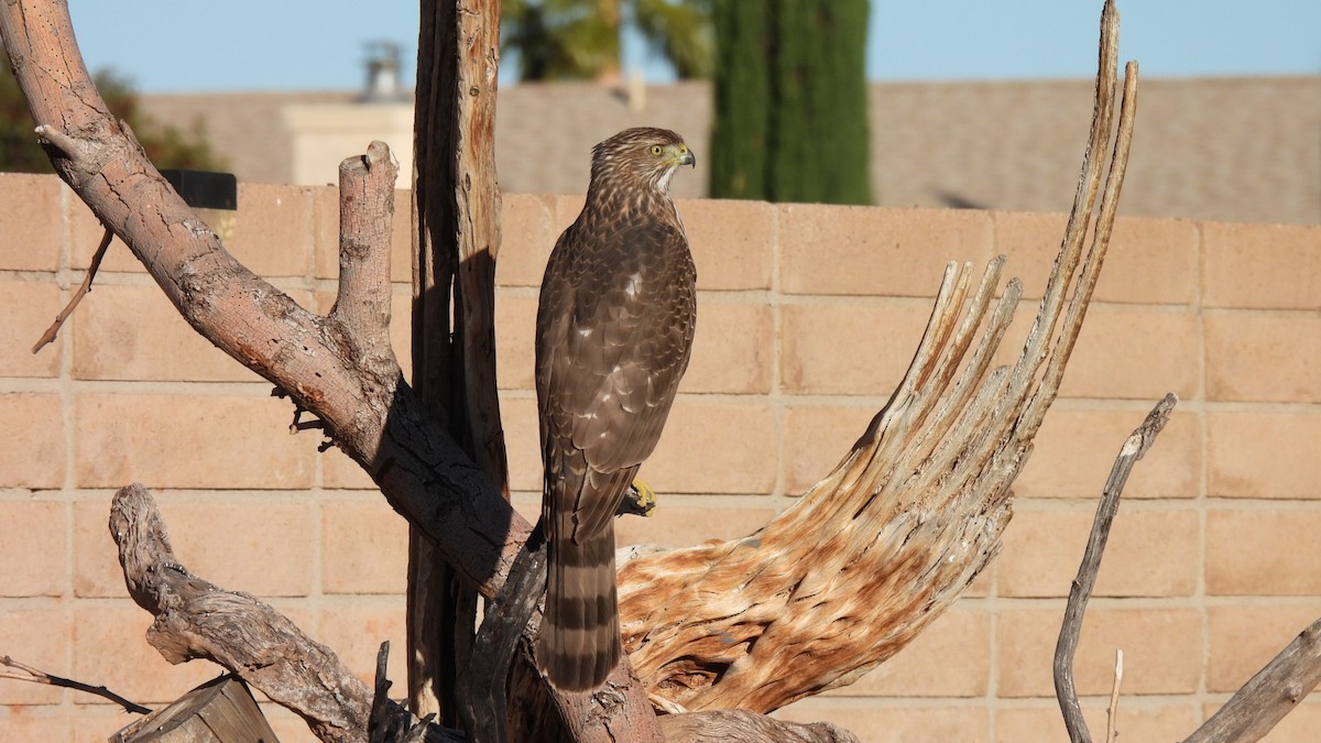 クーパーハイタカ - ML646903898