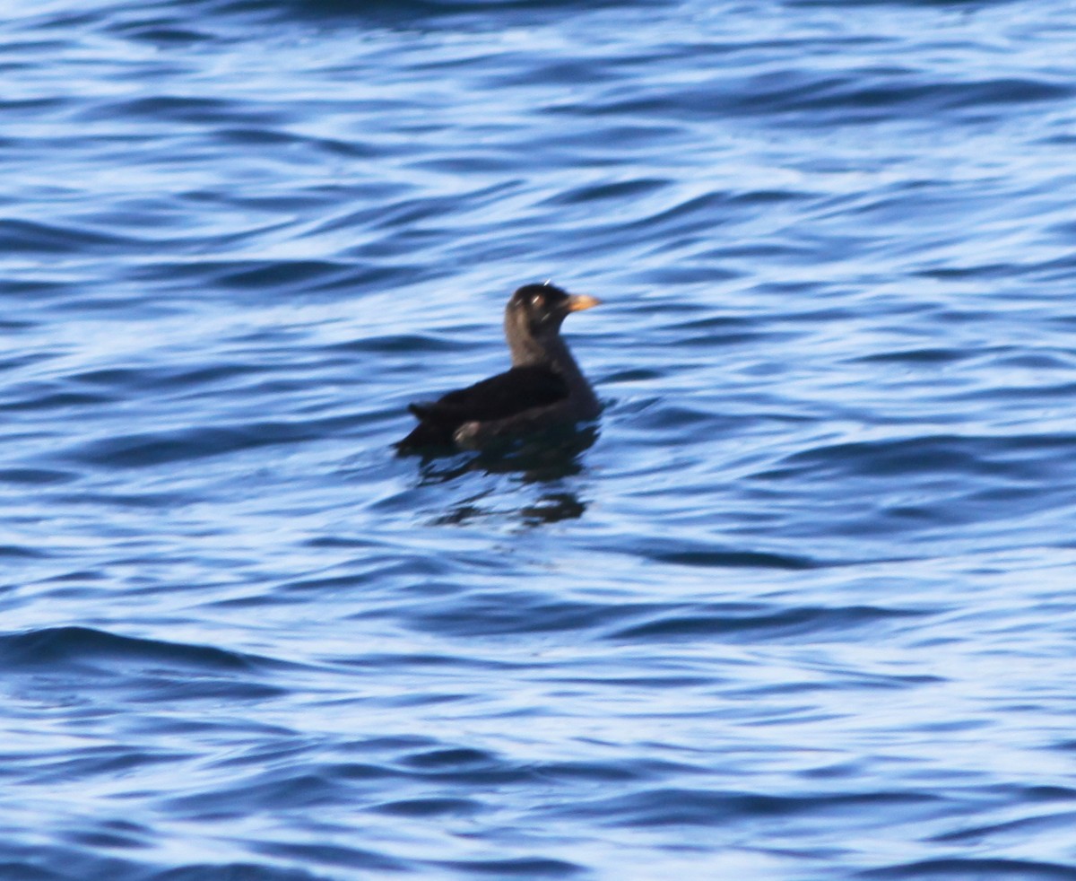 Rhinoceros Auklet - ML646903899