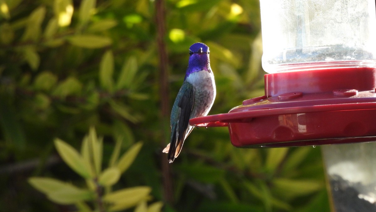 ørkenkolibri - ML646903916