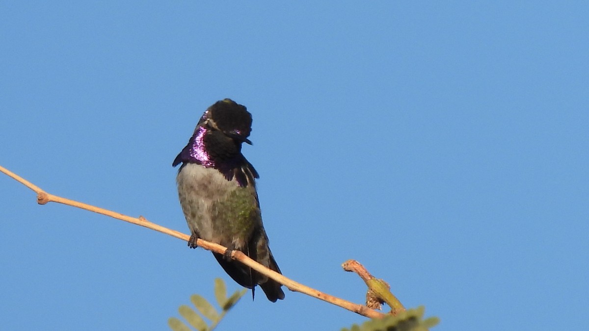 ørkenkolibri - ML646903917