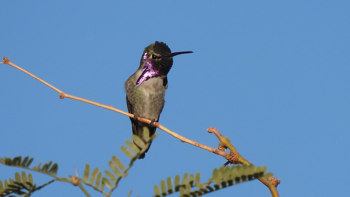 ørkenkolibri - ML646903918