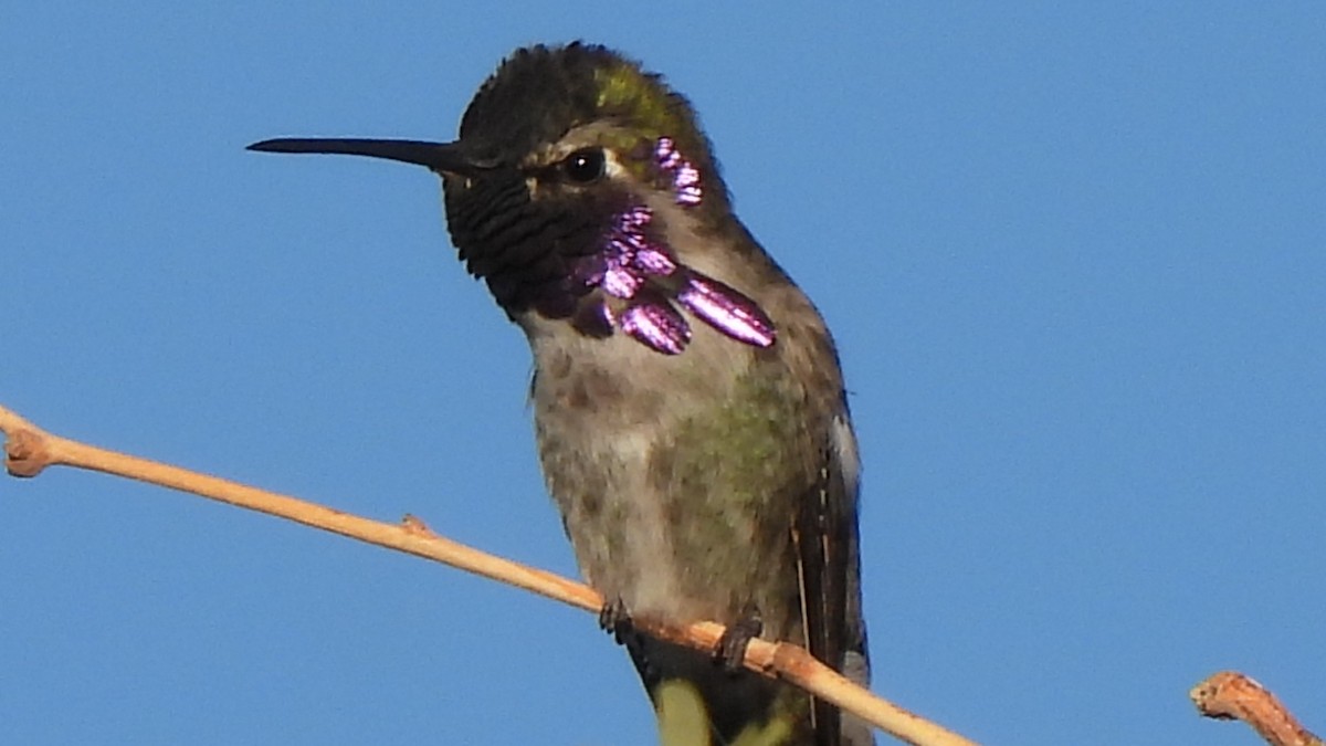 ørkenkolibri - ML646903919