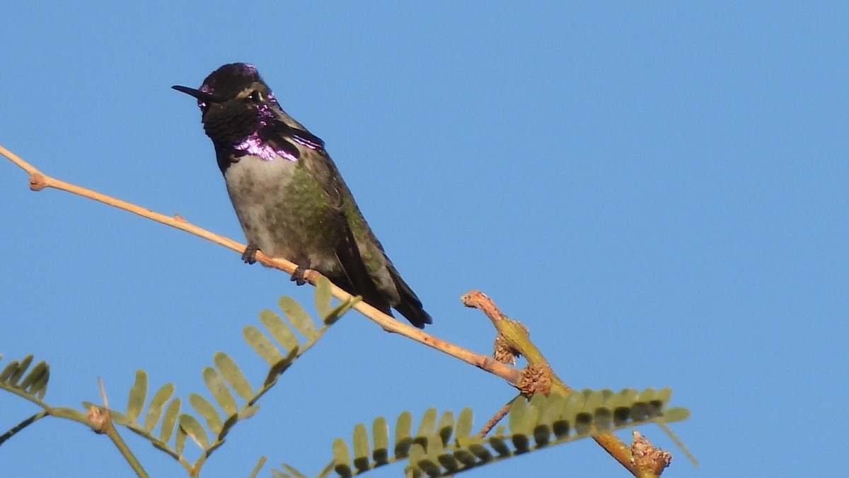 ørkenkolibri - ML646903920