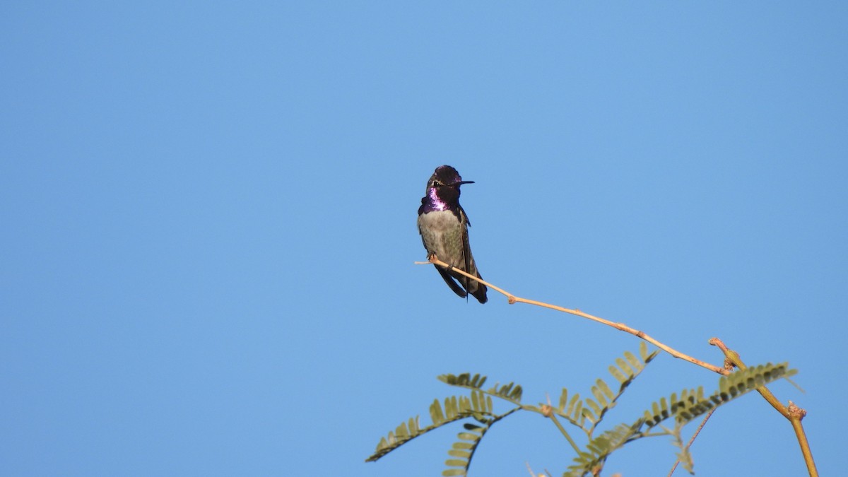 ørkenkolibri - ML646903921
