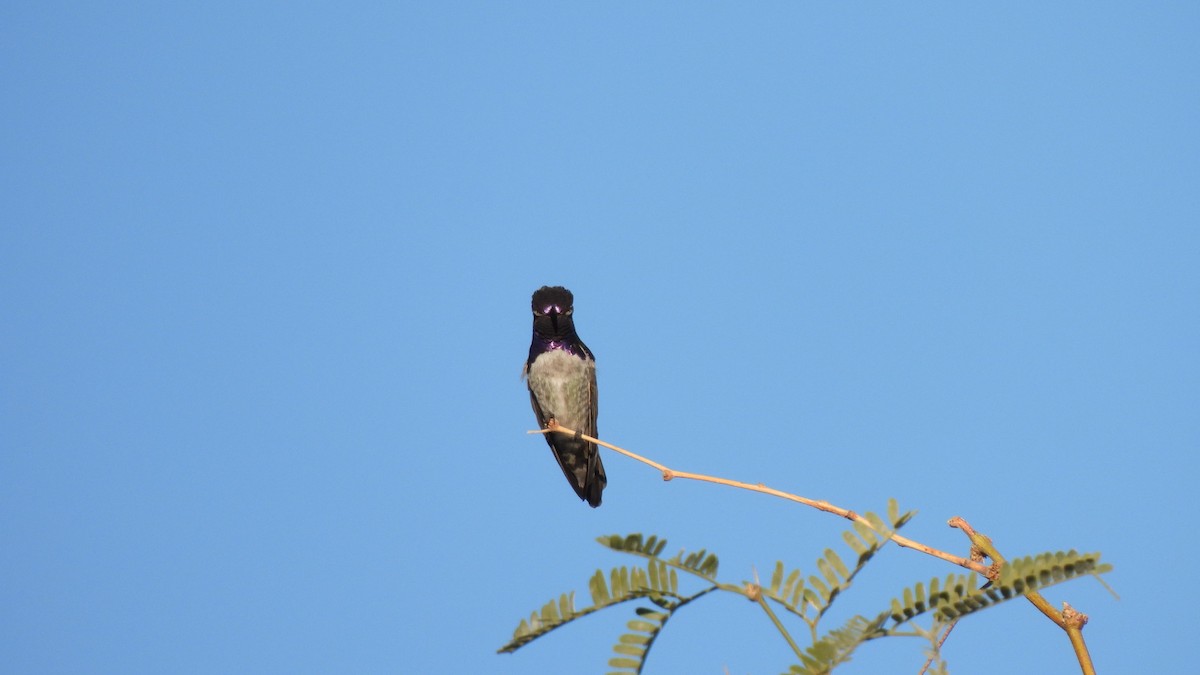 ørkenkolibri - ML646903922