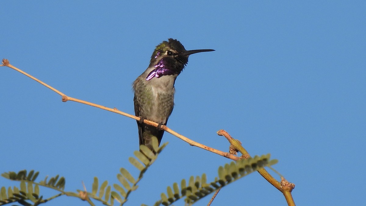 ørkenkolibri - ML646903923