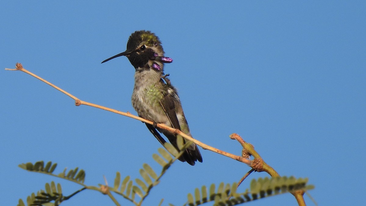 ørkenkolibri - ML646903924