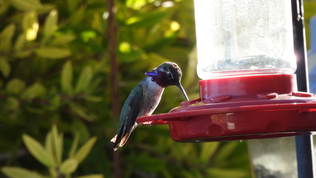 ørkenkolibri - ML646903925