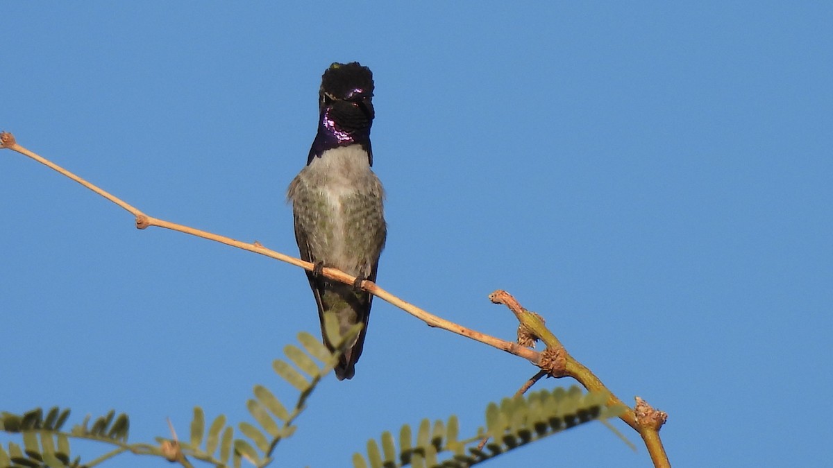 ørkenkolibri - ML646903926