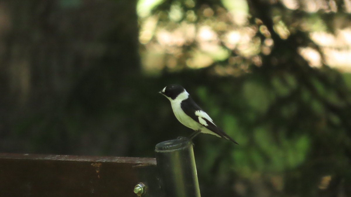 Collared Flycatcher - ML646903942