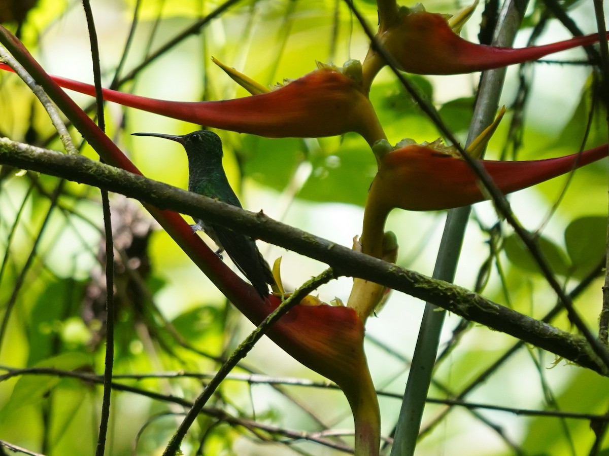 kolibřík bělořitý - ML646903943