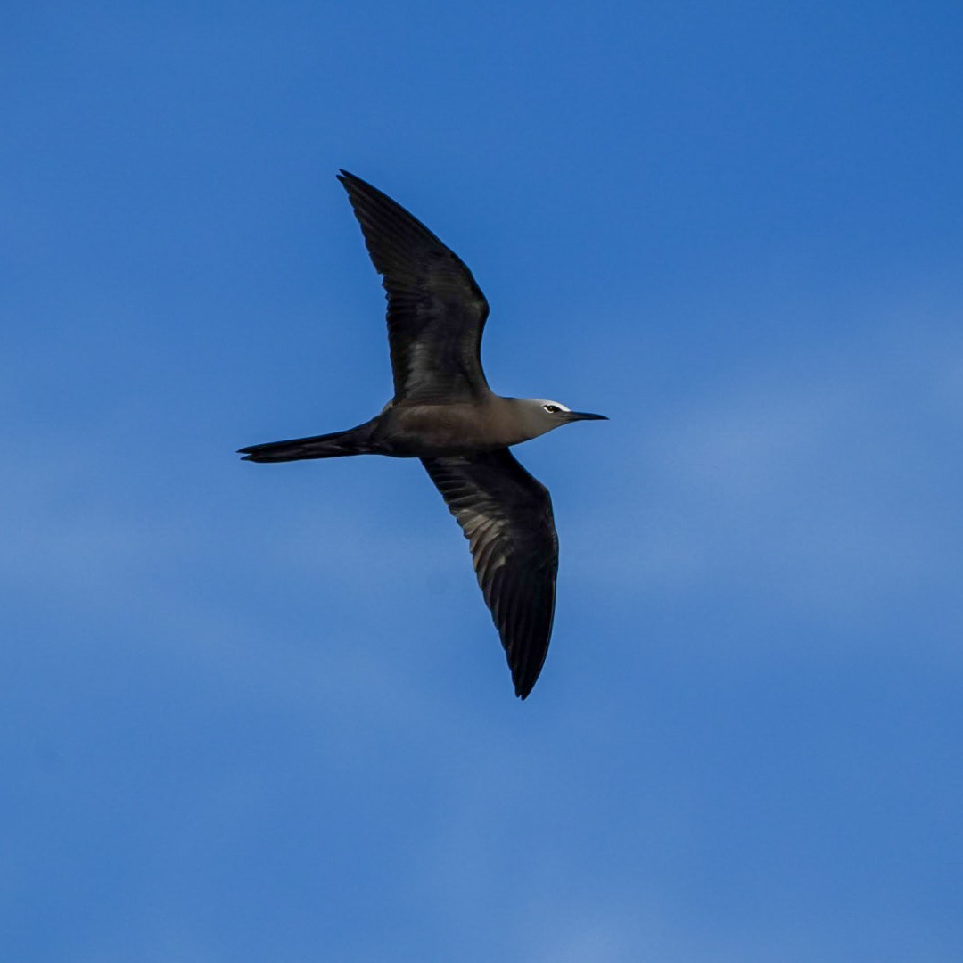 Brown Noddy - ML646903944