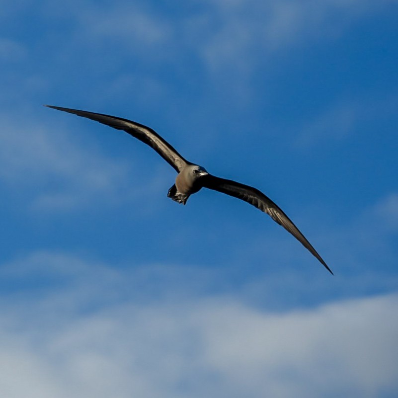 Brown Noddy - ML646903945
