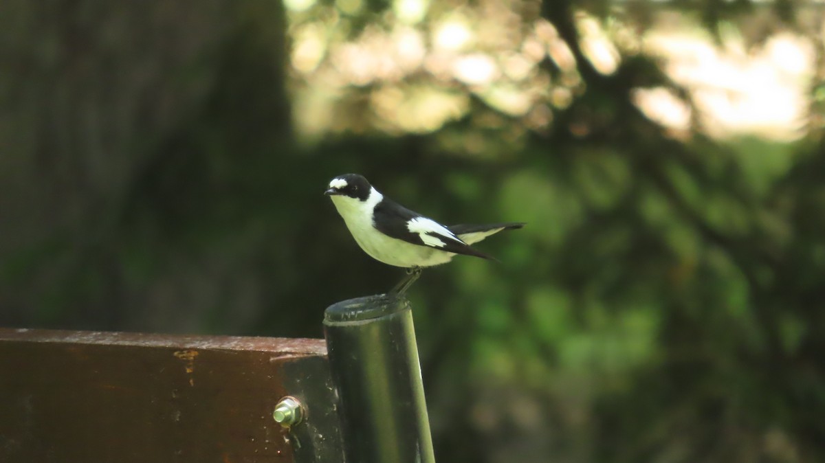 Collared Flycatcher - ML646903950
