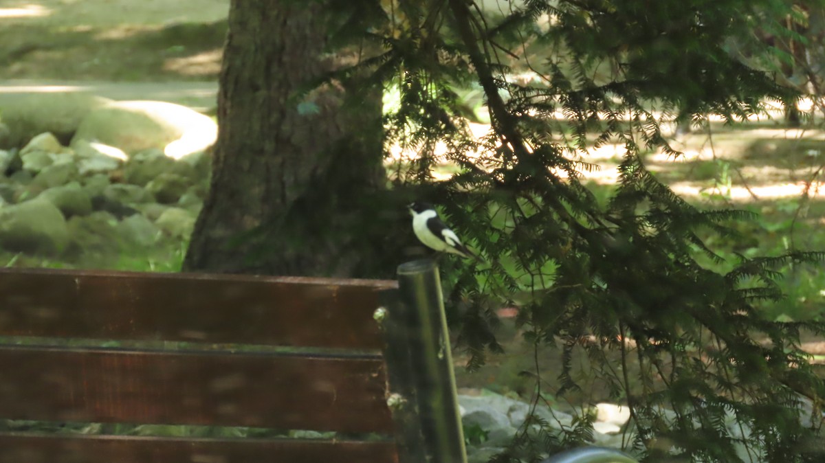 Collared Flycatcher - ML646903954