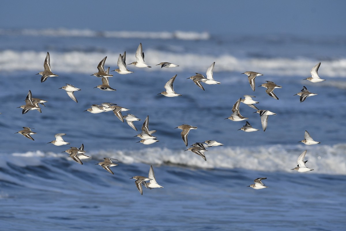 Correlimos Común - ML646903960