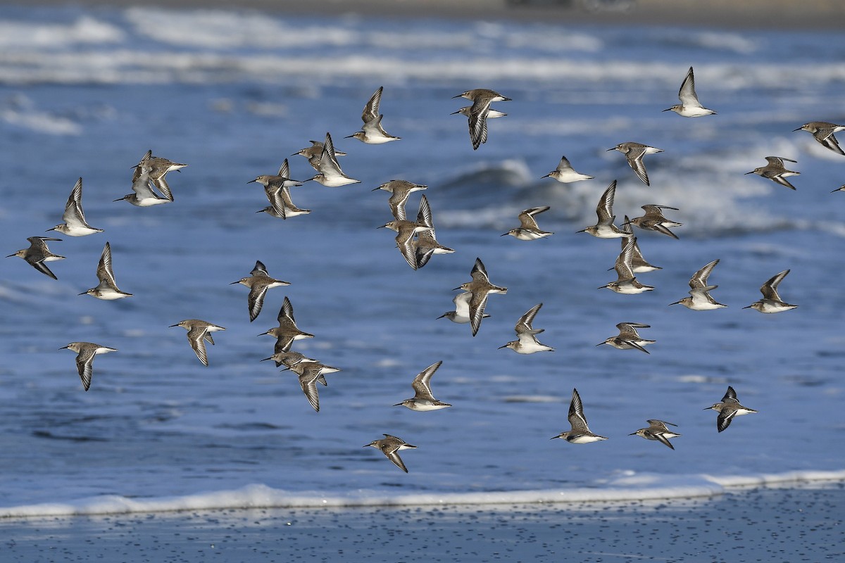 Correlimos Común - ML646903962