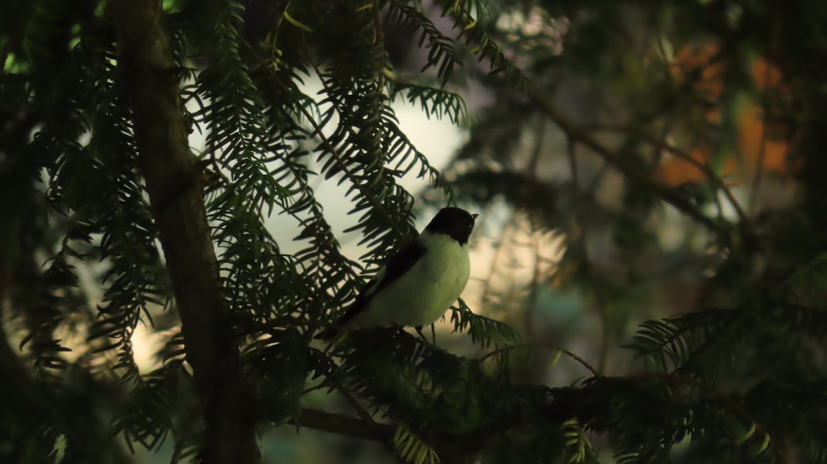 Collared Flycatcher - ML646903963