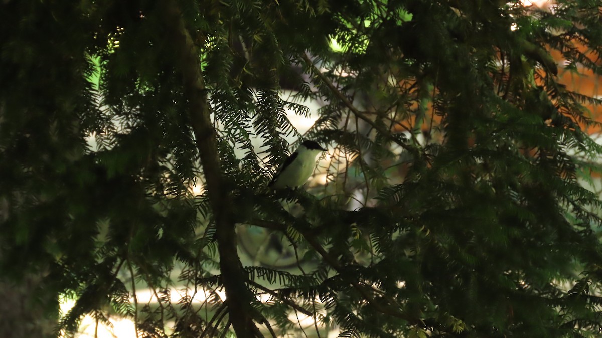 Collared Flycatcher - ML646903968