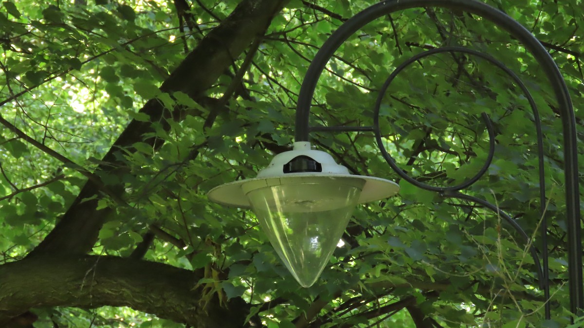 Collared Flycatcher - ML646903971