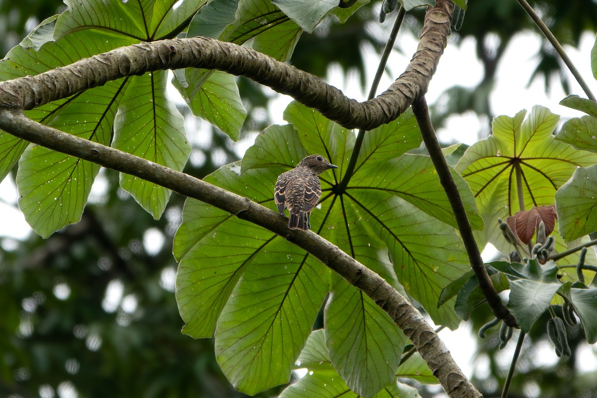 Blue Cotinga - ML646903973