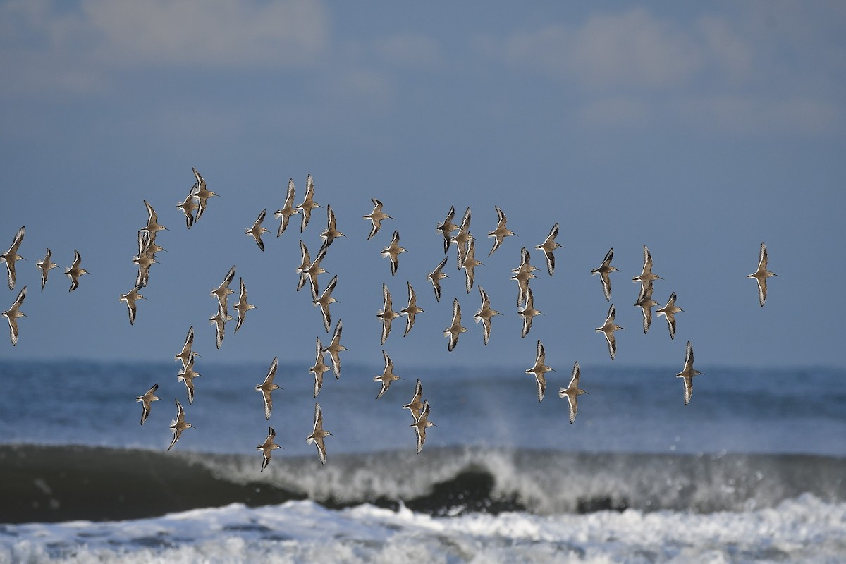 Correlimos Común - ML646903980