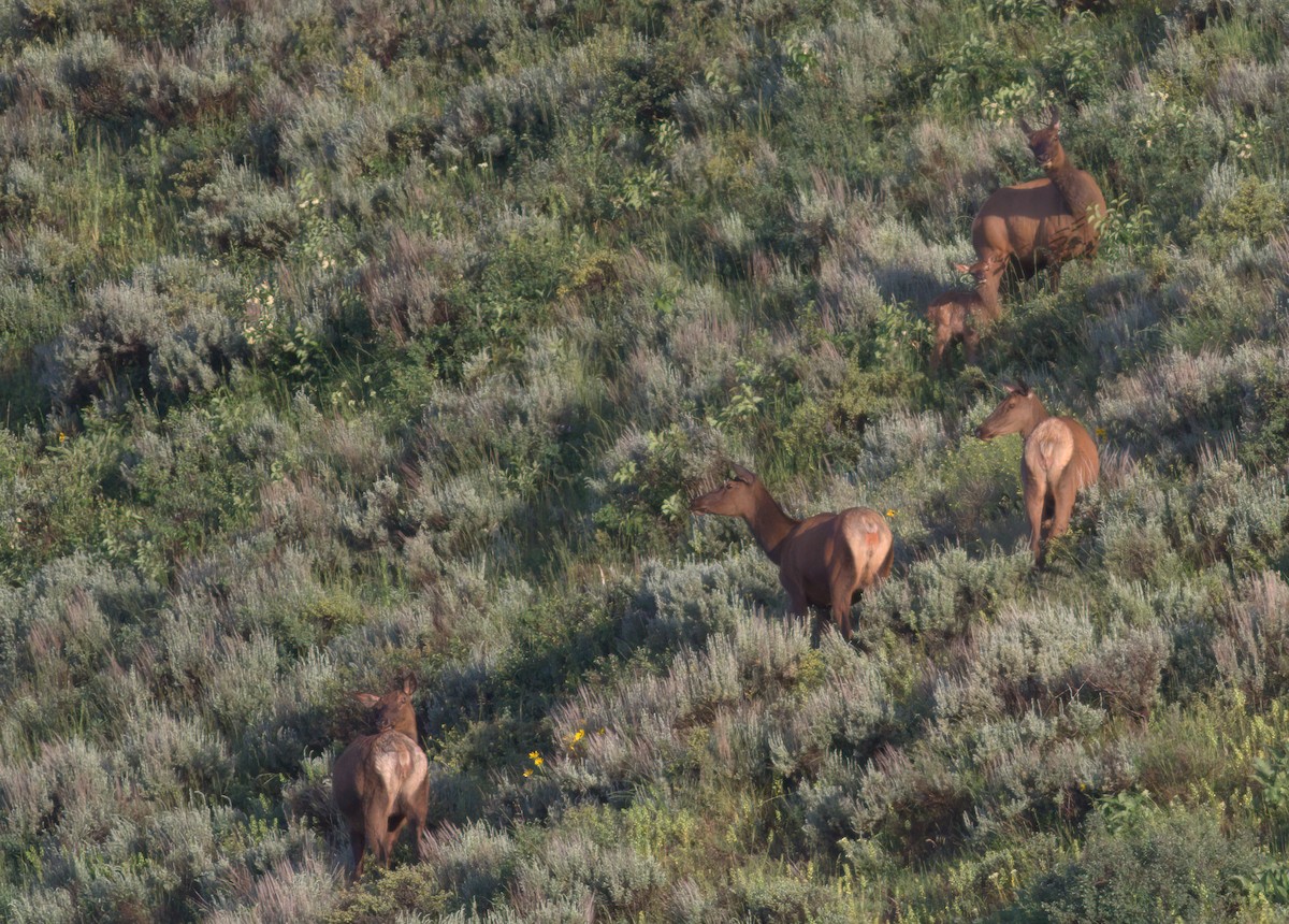 American Elk - ML646903981