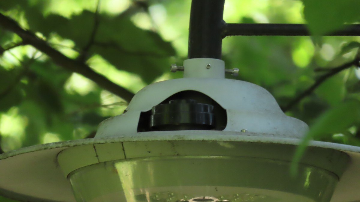 Collared Flycatcher - ML646903998