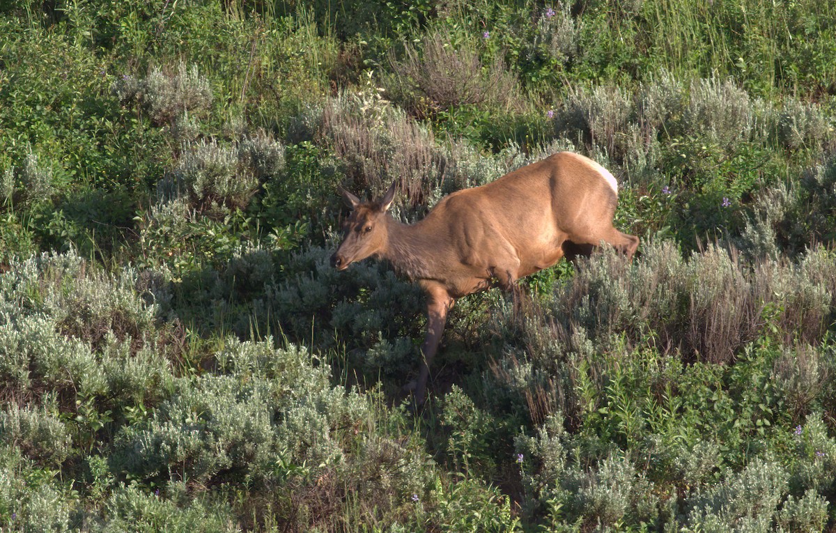 American Elk - ML646903999