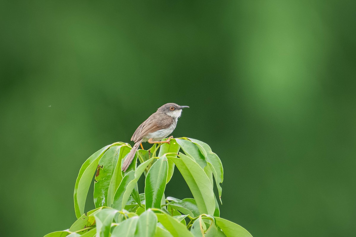 ハイムネハウチワドリ - ML646904017