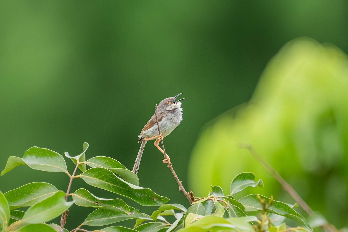 ハイムネハウチワドリ - ML646904018