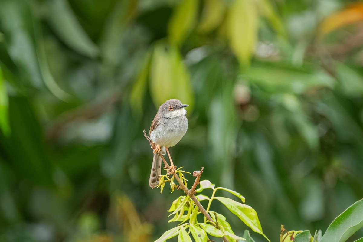 ハイムネハウチワドリ - ML646904019