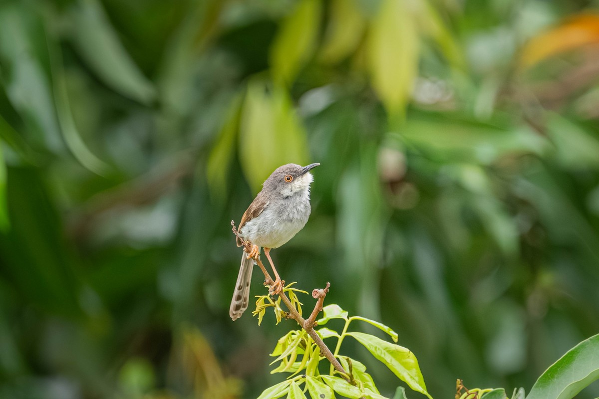 ハイムネハウチワドリ - ML646904020