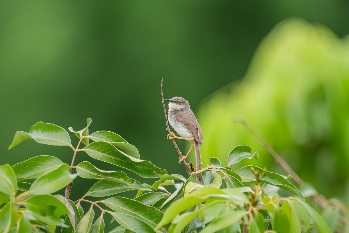 ハイムネハウチワドリ - ML646904021